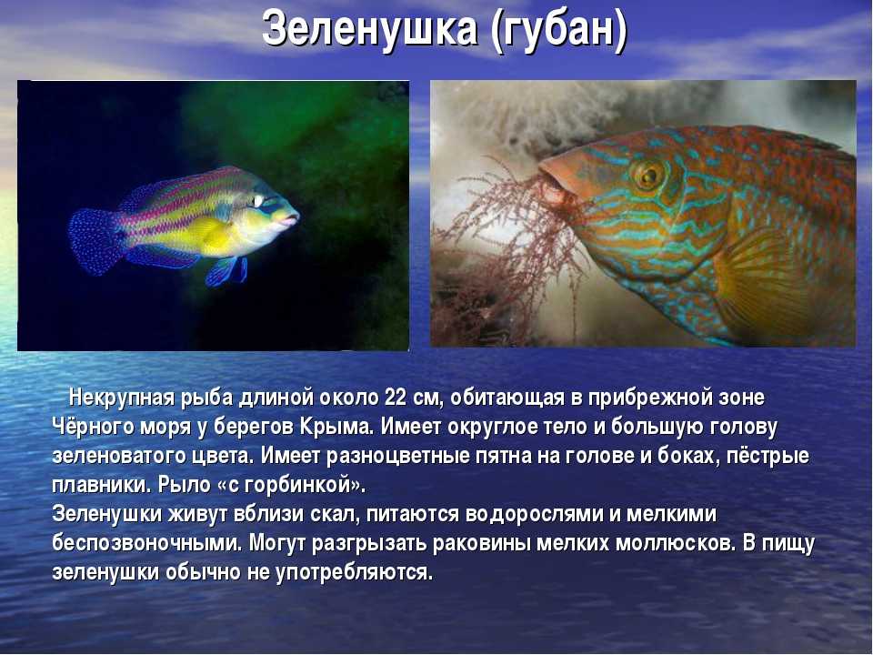 Рыбы черного моря. названия, описания и особенности рыб черного моря