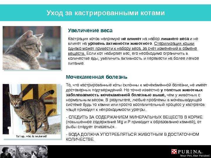 Сколько живут кошки - в домашних условиях, в среднем, кастрированные, породистые, уличные