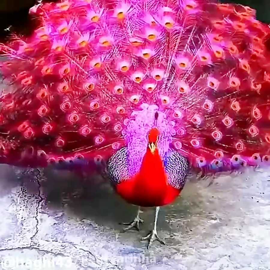 Какая птица самая красивая в мире | интересный сайт