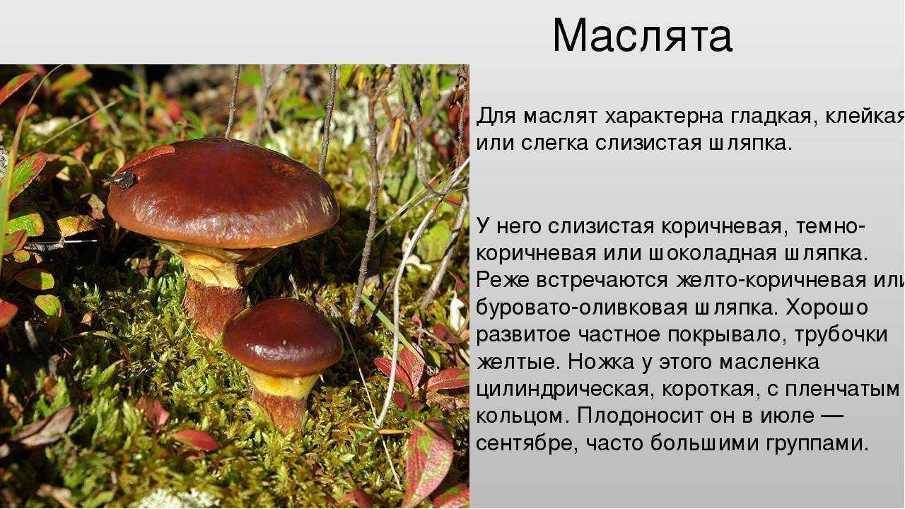 Грибы маслята: описание видов и рецепты приготовления