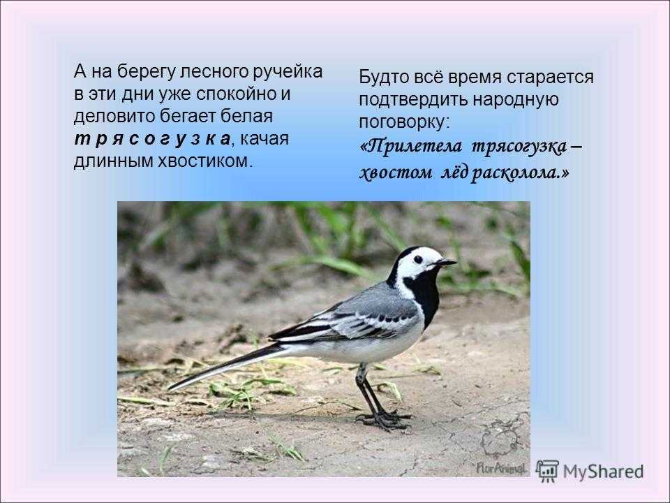 Трясогузка — полезная жительница вашего сада