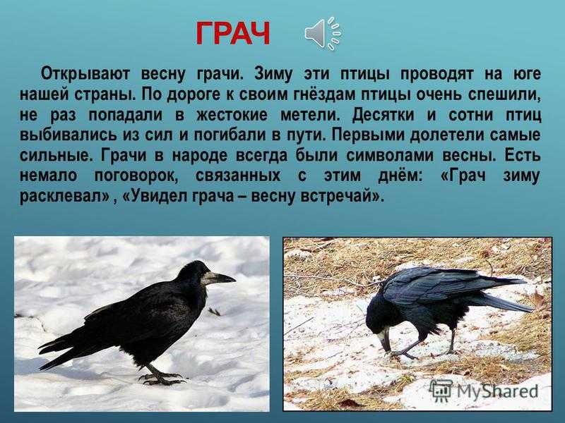 Грач: описание птицы