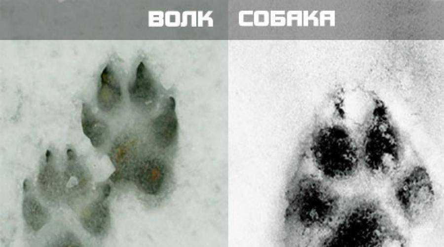 А вы знаете, как отличить волка от собаки? как отличить волка от собаки.