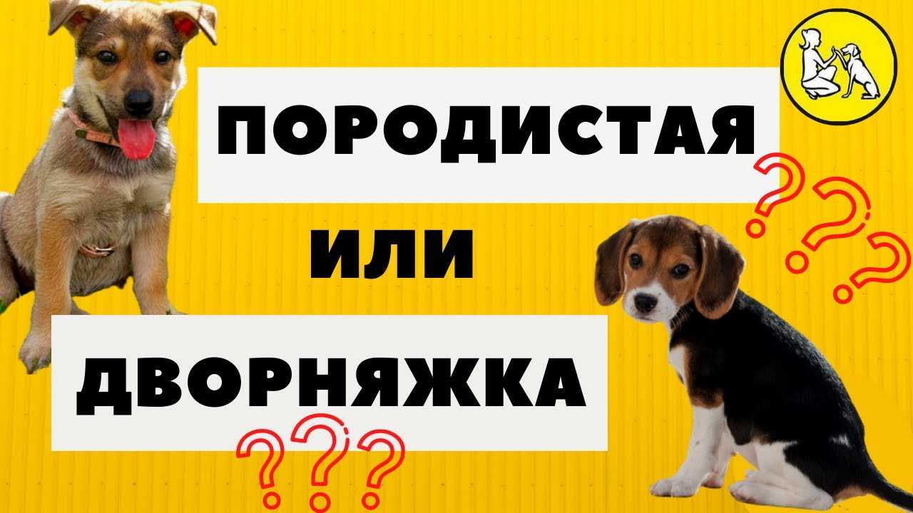 Собака дворняга — описание и характер породы, фото