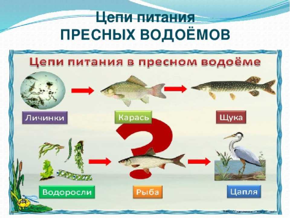 Экосистема, ее компоненты. цепи питания. разнообразие и развитие экосистем. агроэкосистемы. | егэ по биологии, подготовка от экзамера