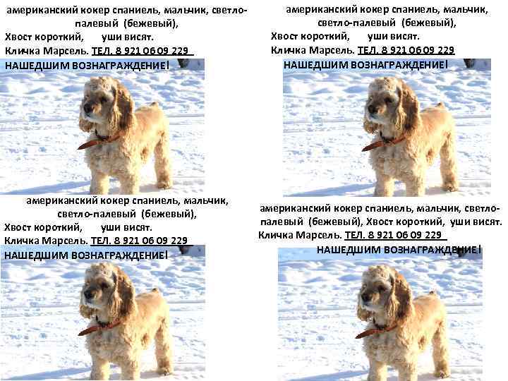 Как выбрать кличку для собак мальчиков по породам