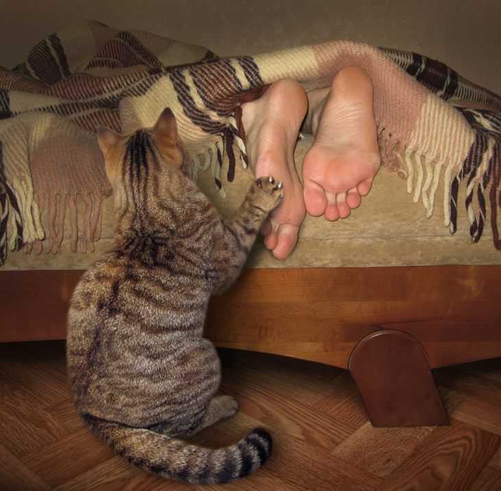 Как приучить кота спать ночью: способы и ошибки