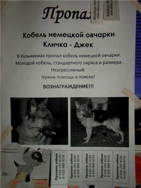 Кличка для немецкой овчарки