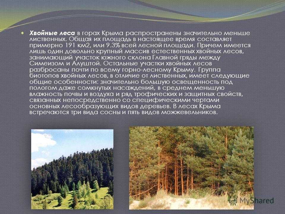 Размножение и значение хвойных деревьев - биология - я биолог