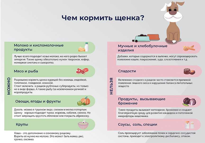 Молочные продукты для собак