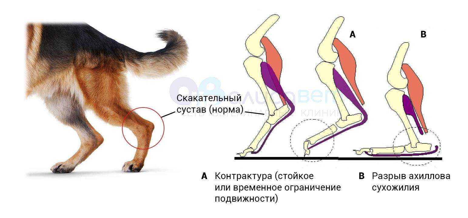 У кошки отказали задние лапы - причины и признаки