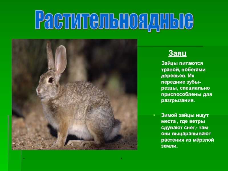Заяц - описание, краткая информация, характеристика животного