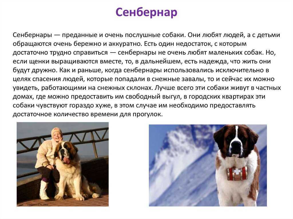 Порода собаки в фильме Бетховен — сенбернар Собака сыграла в фильме одну из главных ролей, это настоящий породистый сенбернар
