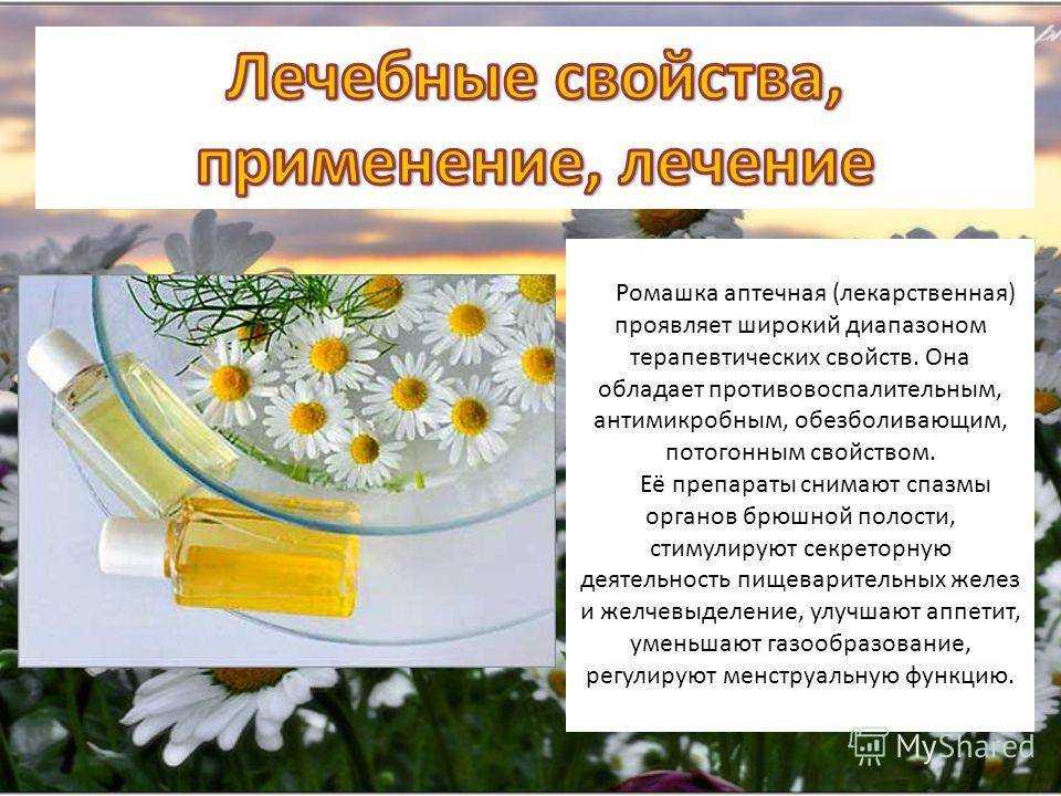 Ромашка лекарственная: когда собирать, как сушить