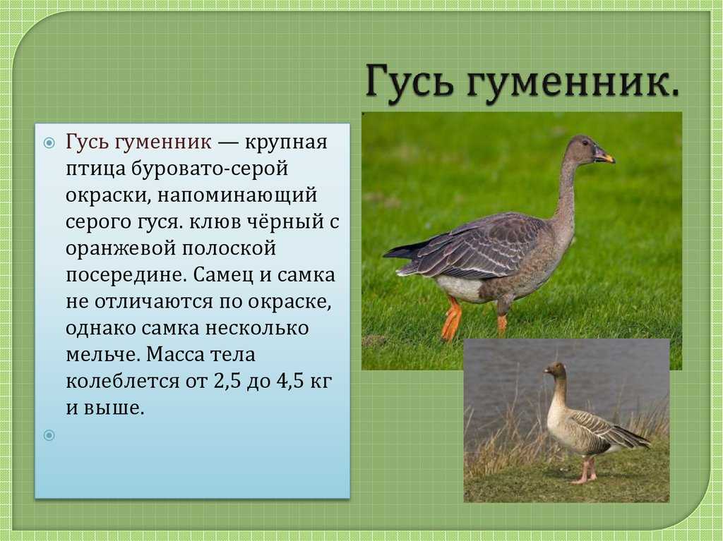 Такие разные дикие гуси