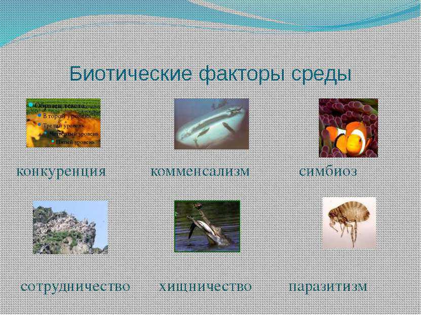 Абиотические факторы среды - примеры, влияние и краткая характеристика