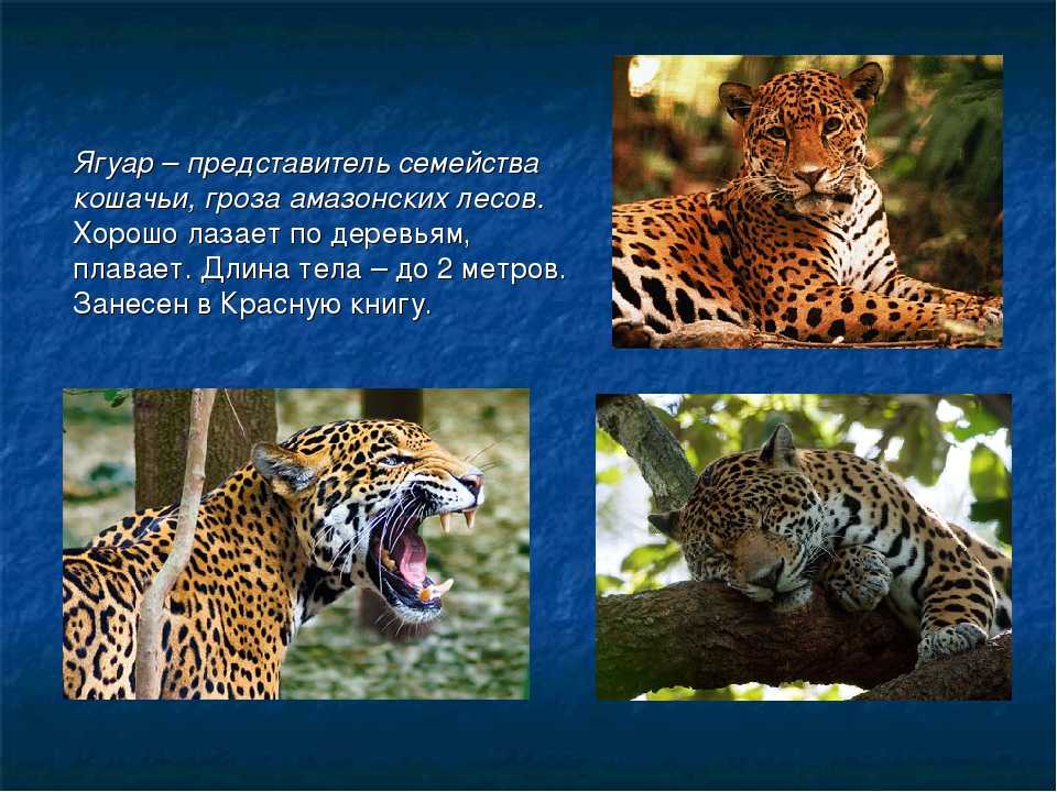 Ягуар - описание животного, где обитает, чем питается, фото и видео