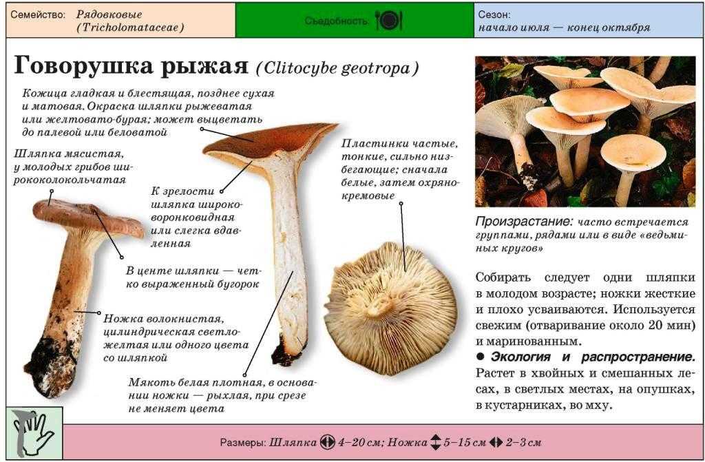 Говорушка ворончатая – розовое чудо в форме бокала (5 видео) | грибы собираем