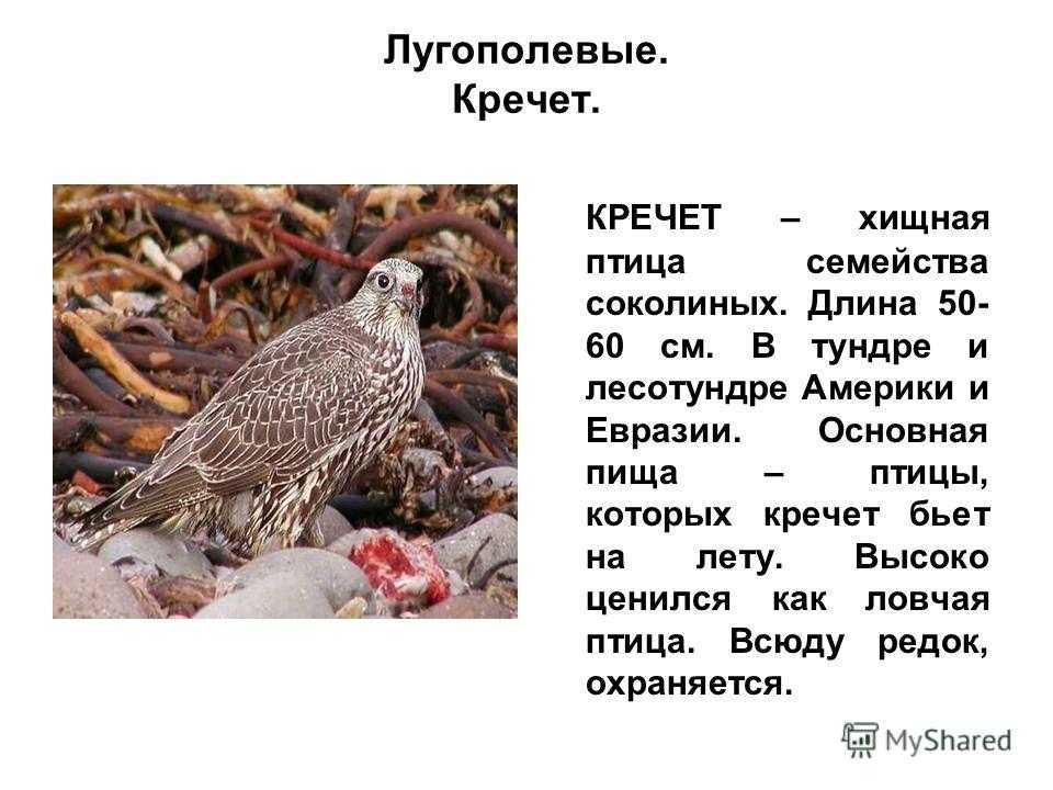 Кречет: описание птицы, где обитает, чем питается и образ жизни