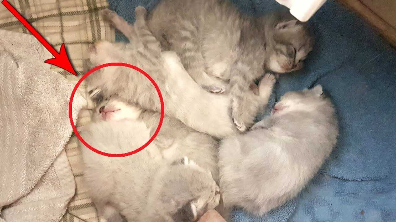 Кошка пытается прятать и переносить котенка: причины почему она это делает