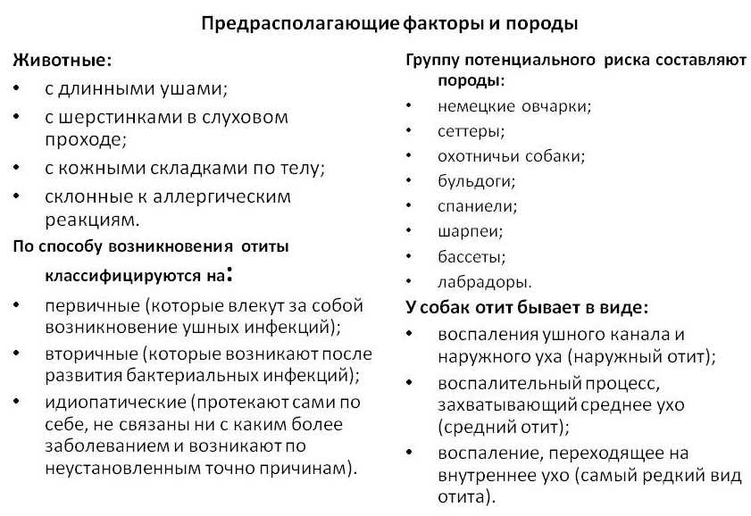 Отит у собаки: лечение в домашних условиях