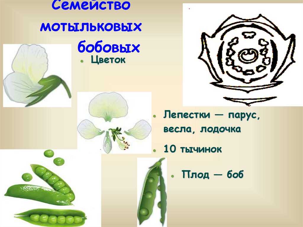 Семейство бобовые: представители, общая характеристика