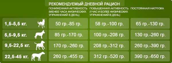 Карликовый (миниатюрный) пудель: характеристика породы, уход и содержание, щенки, стандарты