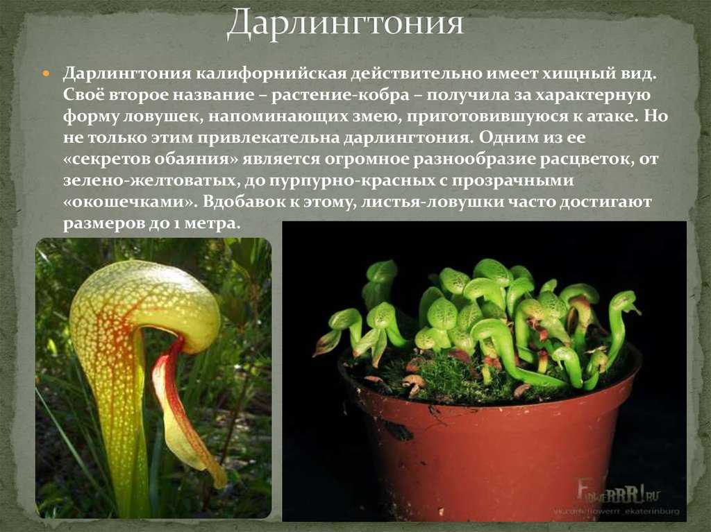 Сообщение о растениях-хищниках - виды, описание и примеры представителей