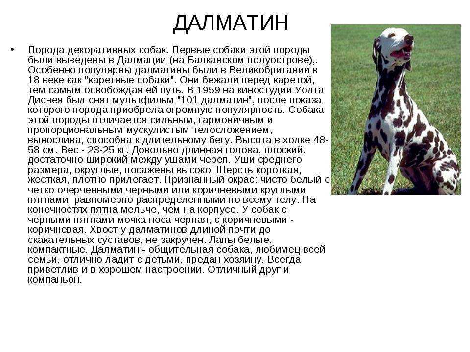 Далматинец: может ли быть коричневым или чёрным