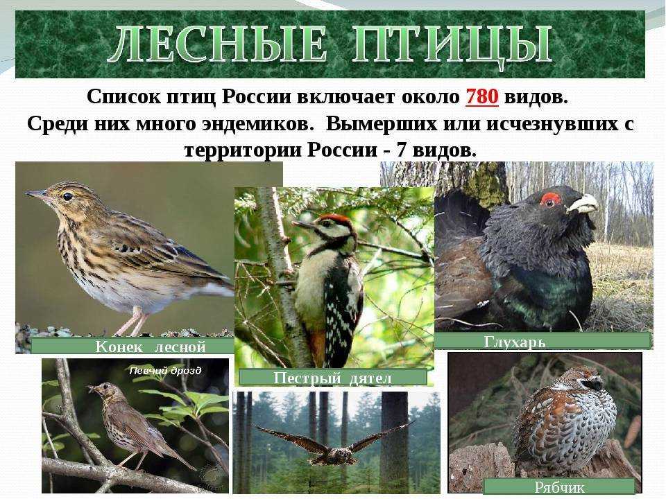 Птицы - фото птиц разных отрядов с названиями и описаниями