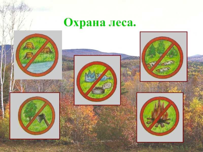 Глава 3 лесного кодекса рф: охрана и защита лесов