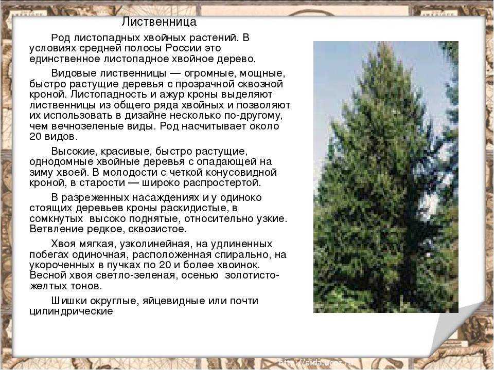 ✅ хесперис вечерница матроны выращивание из семян - питомник46.рф