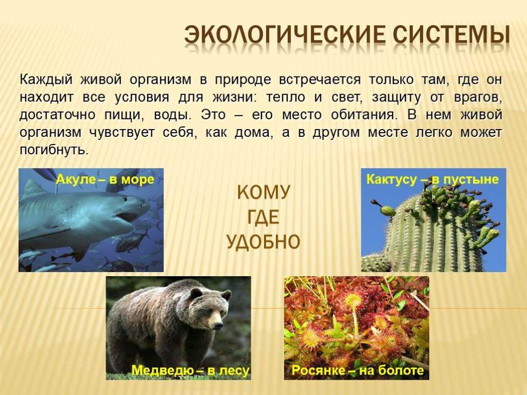 Откройте для себя большое разнообразие растений амазонки ▷➡️ postposmo | постпост