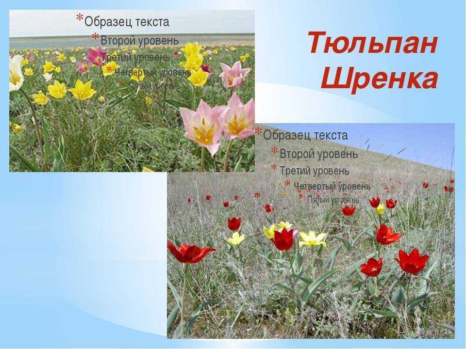 Карликовый тюльпан: в красной книге или нет, описание, посадка и уход