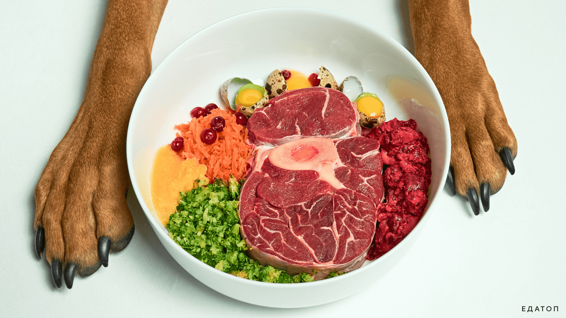 Какое мясо можно давать собакам: выбор и нормы кормления субпродуктами