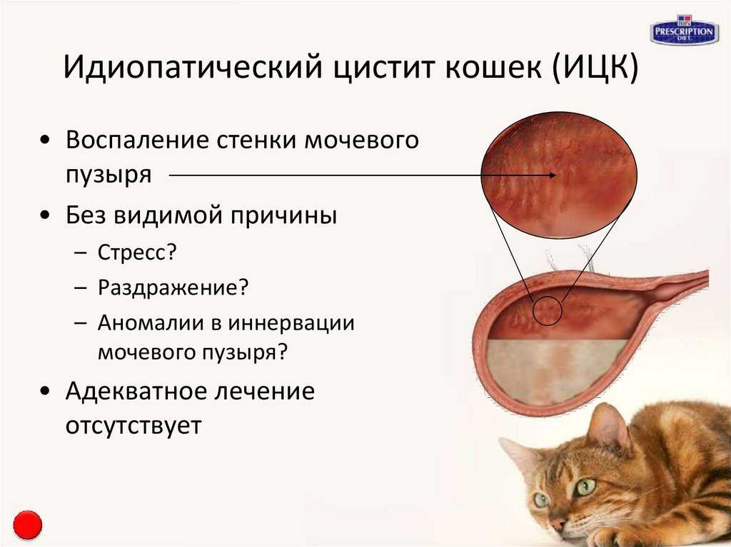 Недержание мочи у кошек: причины, лечение и профилактика