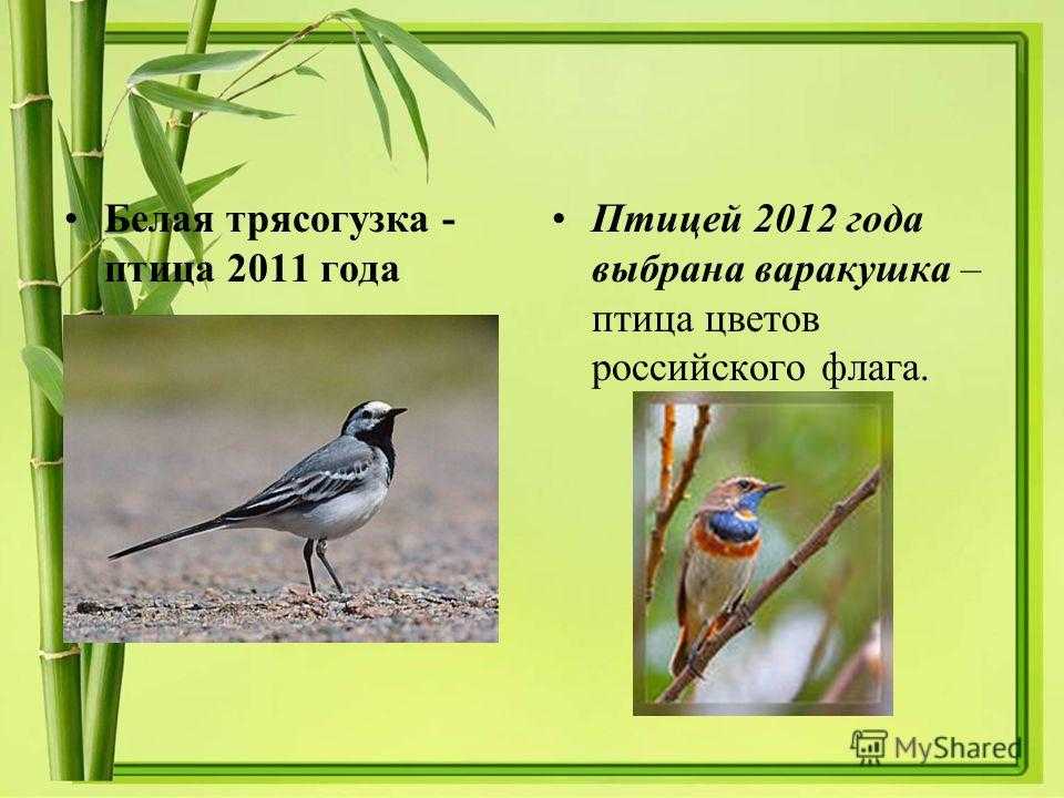 Желтая трясогузка