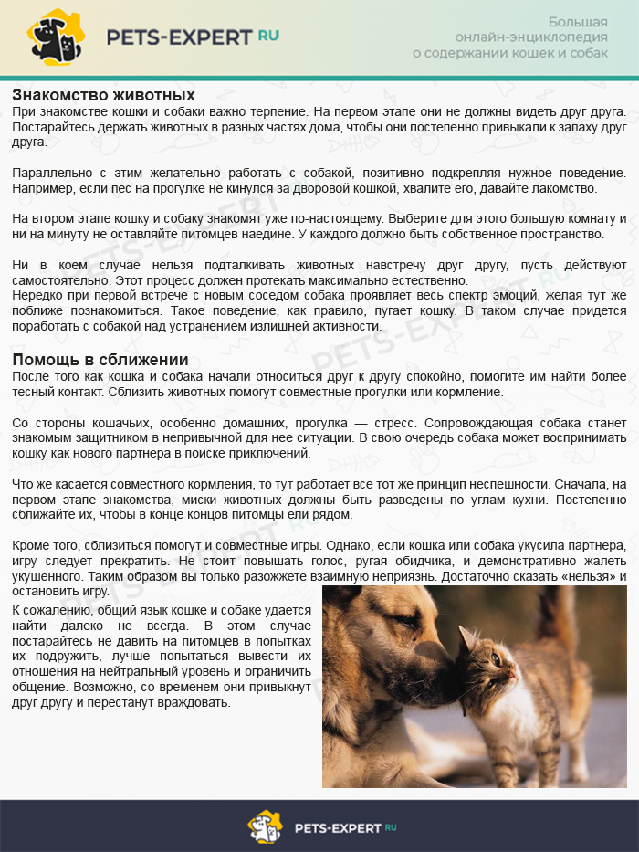 Собака и её отношения с другими животными на одной территории.(wolcha.ru)