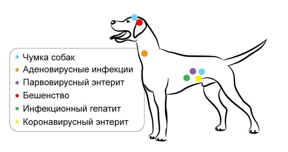 Через сколько дней после прививок можно мыть собаку