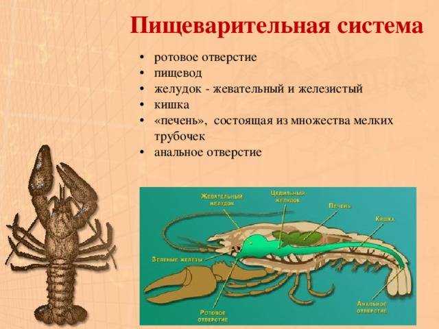 Доклад про краба 2, 3, 4, 6, 7 класс сообщение