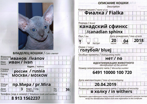 Как вывезти кошку за границу