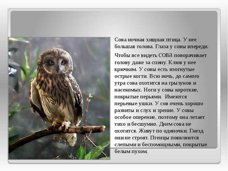 Ушастая сова  фото, описание, ареал, питание, враги 
     > интересные факты о животных, птицах, растениях