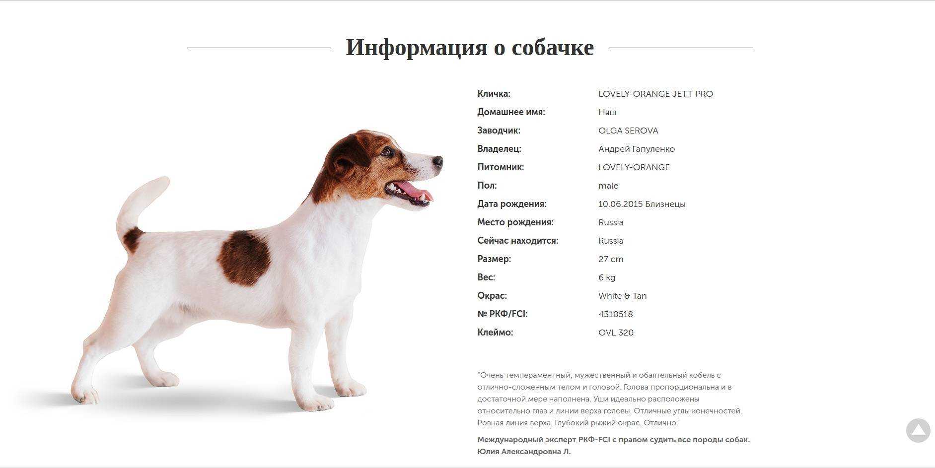Клички для немецких овчарок — красивые и редкие имена мальчиков и девочек, как нежелательно называть немца