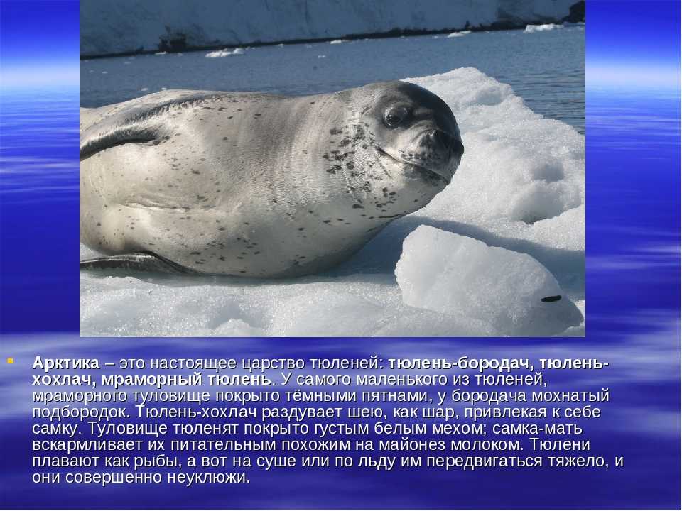 Описание внешнего вида и отличительных черта северного оленя с фото