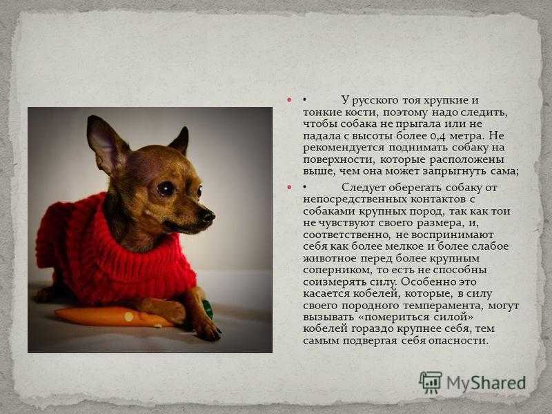 Отличительные свойства собаки той-терьер и специфика ее выращивания