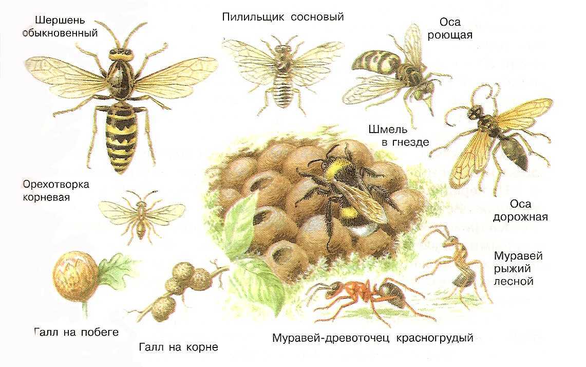 Перепончатокрылые - интересные факты