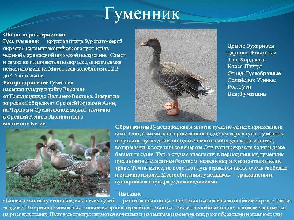 Виды и породы гусей с фото и описанием: разновидности диких и домашних птиц для разведения
виды и породы гусей с фото и описанием: разновидности диких и домашних птиц для разведения