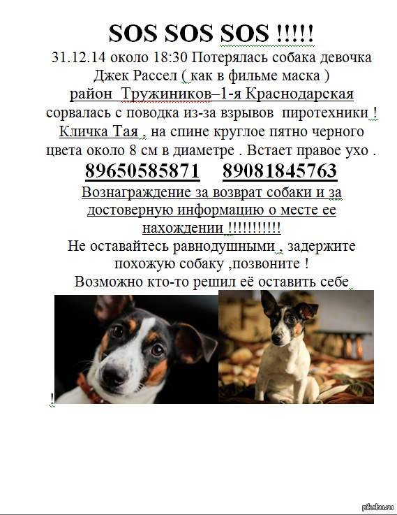 Клички для джек-рассел-терьера мальчика и девочки_ | wwwcat.ru