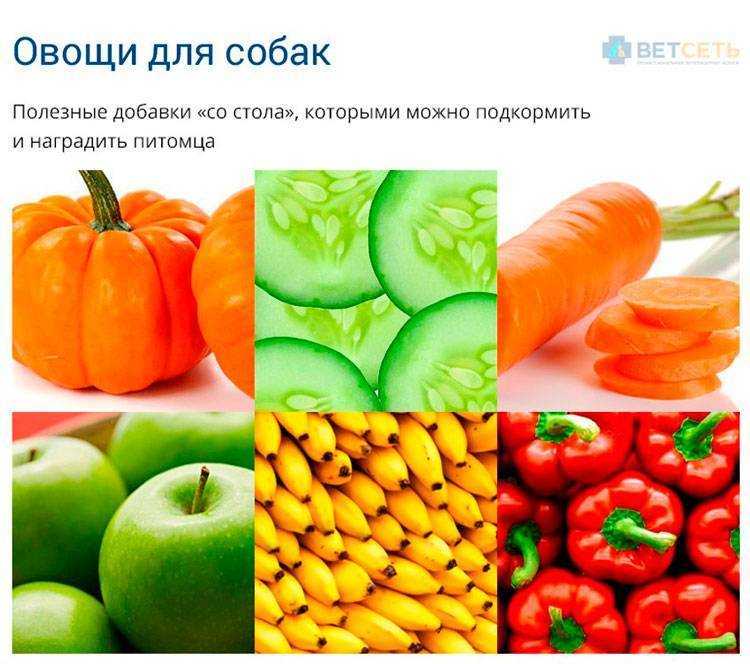 Можно ли морковь: хомякам, в том числе джунгарским, собакам, волнистым попугаям, шиншиллам, ахатинам, а также как давать свежие и вареные корнеплоды разным питомцам