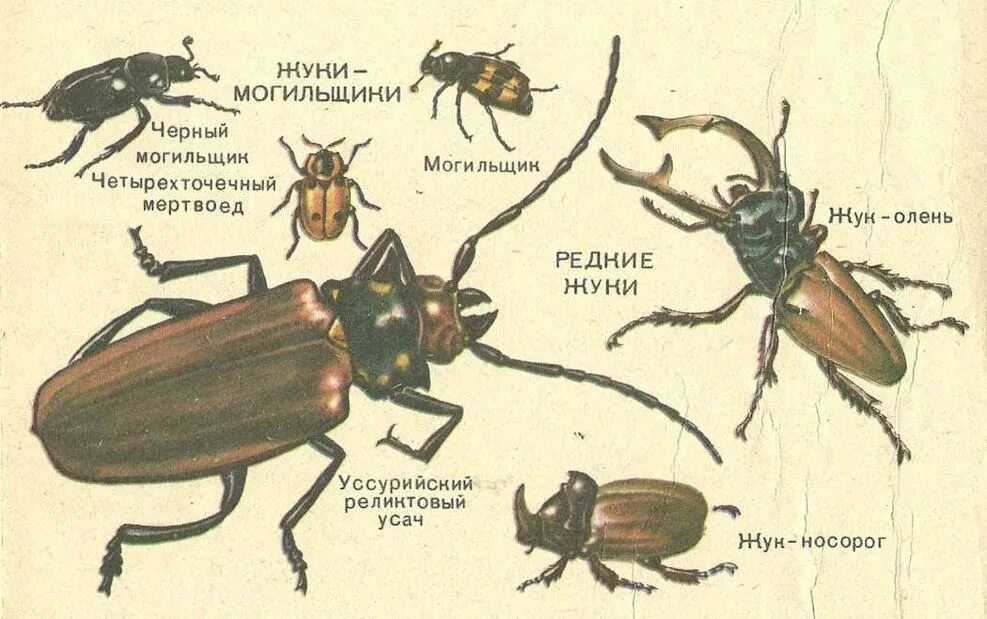 Полезные насекомые сколии, тифии, бетилиды